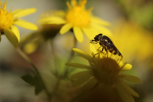 Hoverfly on yellow Calendula arvensis, daisy, field marigold. Hoverfly Eristalis on Calendula marigold plant macro view.