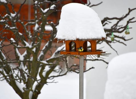 bird in the winter