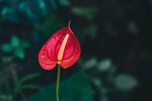 Selective focus Flowering Anthurium Houseplants. Flemingo Flower, Tail Flower Red - Flowering Plants