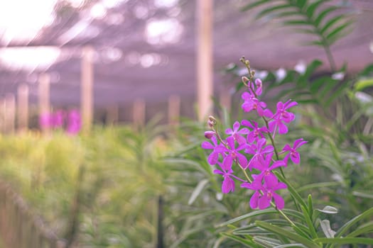 Selective focus  pink flower bouquet on stem dendrobium. Pink orchids in farm Thailand beauty nature bright background.