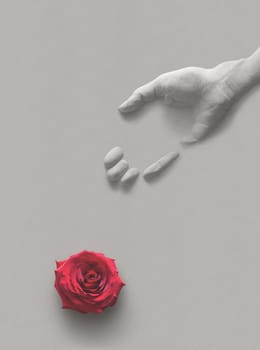 Human gypsum palm and a red rose flower blooming on a gray background. Concept to show that the time of youth is short and death will speedily come. Eccl: 11.10 for childhood and youth are vanity.