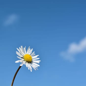 Daisies and blue skies in spring