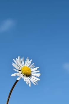 Daisies and blue skies in spring