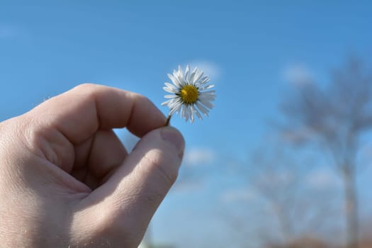 Daisies in one hand in spring