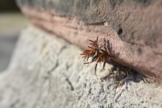 Survival struggle of a plant in a wall crevice at Magdeburg Cathedral
