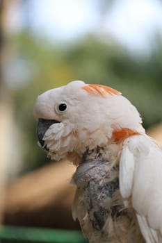 Beautiful white cockatoo parrot photographed close up