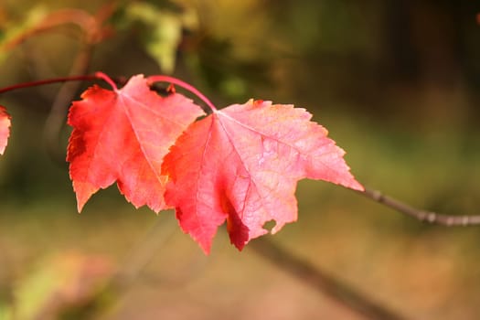 Red leaf on blurred background photographed close-up