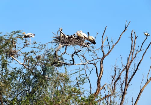 Pelicans sitting on a tree against the blue sky