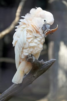 Beautiful white cockatoo parrot photographed close up