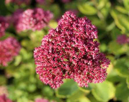Beautiful flower on a background of green leaves