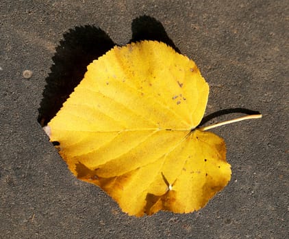 Yellow leaf lies on the pavement is photographed close-up
