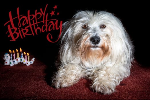 Little white Havanese lies on a red carpet and next to him burn 6 birthday candles.