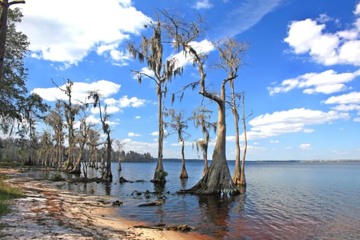 A large lakes with trees and sand