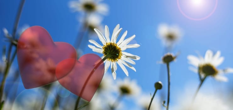 Two hearts Valentines day. Two hearts over background of sunny field with flowers