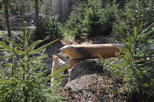 Felled tree from beaver near Frauenau