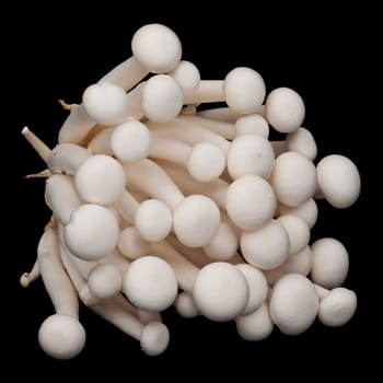 Shimeji Mushrooms, close up and studio shot of edible mushroom on black background