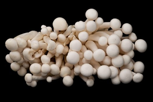 Shimeji Mushrooms, close up and studio shot of edible mushroom on black background