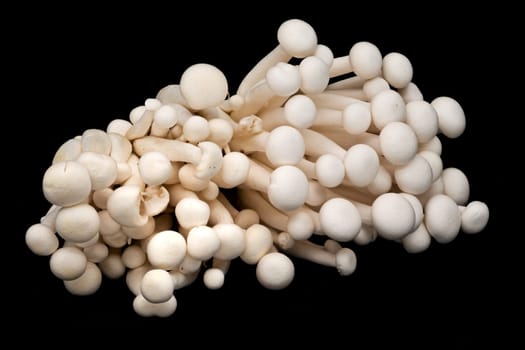 Shimeji Mushrooms, close up and studio shot of edible mushroom on black background