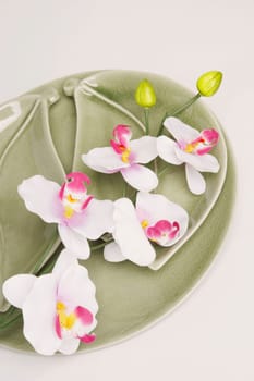 High angle view of flowers in a plate