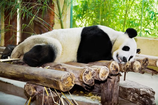Xiangjiang Safari Park, Guangzhou, Guangdong Province, China