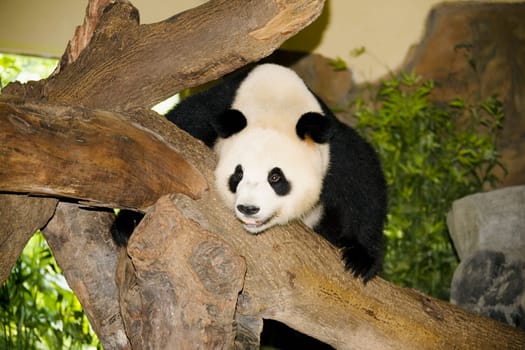 Xiangjiang Safari Park, Guangzhou, Guangdong Province, China