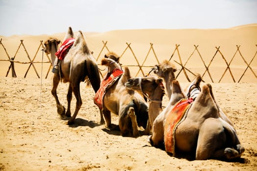 Kubuqi Desert, Inner Mongolia, China