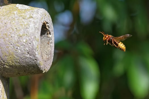Hornet flying into her nest