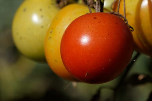 Tomatoes with blight