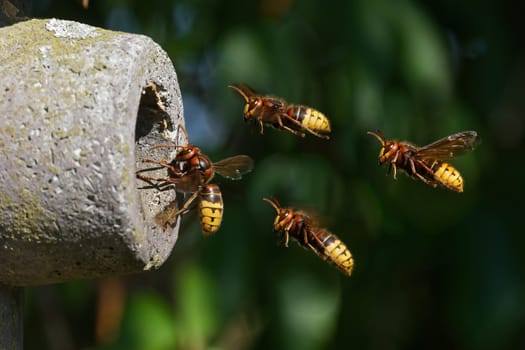 Hornets flying into the nest