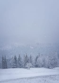 Winter snowfall landscape in Carpathian mountains, vertical shot. Wonderful idyllic snowing scene with a bench under a lone tree in front of a coniferous forest under snow. Foggy white woodland view