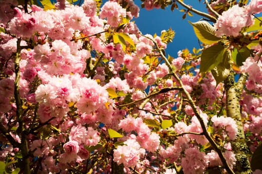 Close-up of Prunus japonica (Cerasus japonica), also called Japanese bush cherry or Oriental bush cherry, or Korean bush cherry. Tree in springtime.