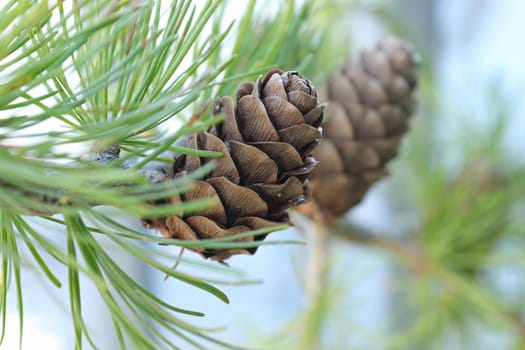 Selective focus on a larch cone against light blue background.