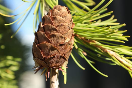 Side view of a seed cone on a larch tree.