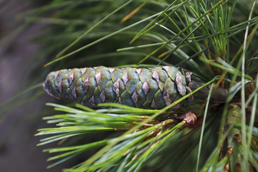 Side view of a long young pine cone on a branch.