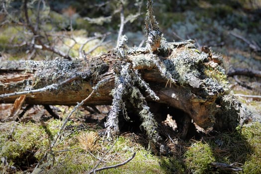 The trunk of an old spruce tree covered in moss and lichen.