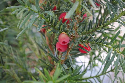 Poisionous red aril on a yew shrub.