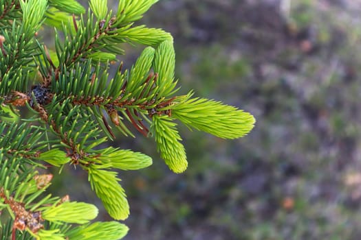 Macro of the bright green spruce tree tips with new growth.