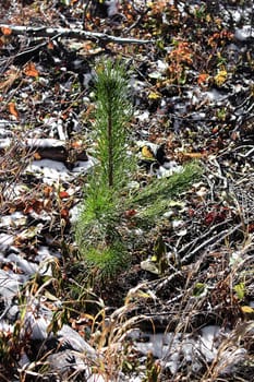 Vertical of a tiny evergreen tree growing in the early winter.