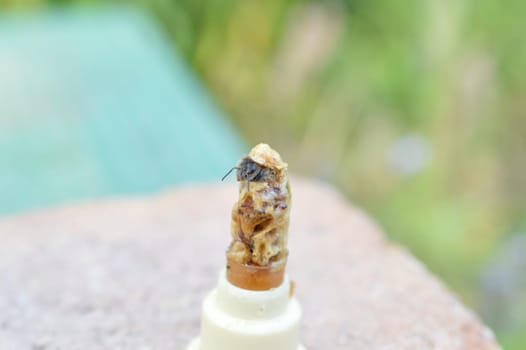 hatching bee queen cutting of the lid from queen cell with copy space around