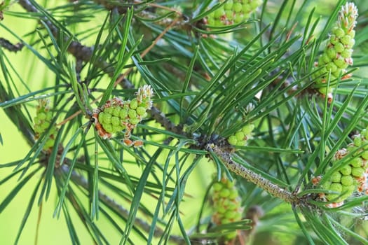 Closeup of male pine cones about to burst with pollen.