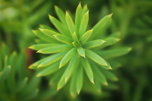 Background macro of a needles on a Hicks Yew.