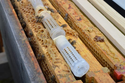 bee queen breeding – artificial queen cell curlers with still unhatched bee queens inside in beehive waiting for hatch