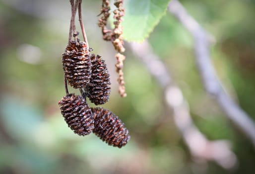 Brown dried alder catkins hanging from a branch.