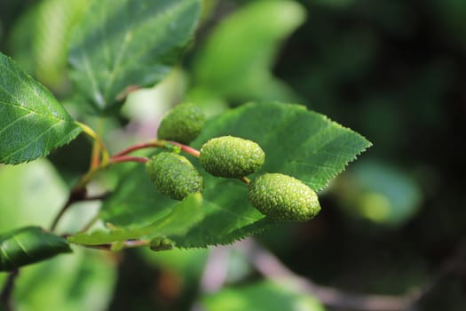Two alder cones hanging on stalks in summer.