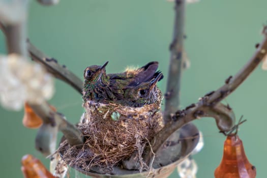 Two hummingbird chicks in the nest. The nest is made in a lamp