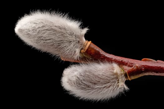 Male Catkin Close Up, pussy willow for decoration at easter with black background