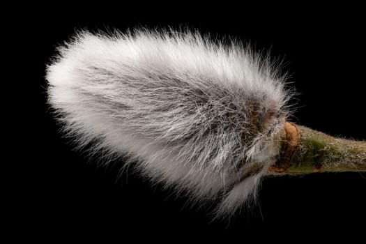 Male Catkin Close Up, pussy willow for decoration at easter with black background