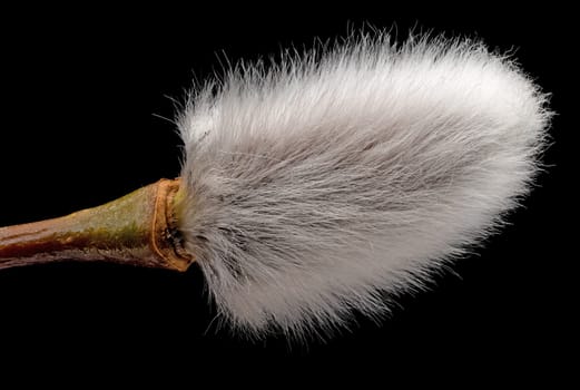 Male Catkin Close Up, pussy willow for decoration at easter with black background