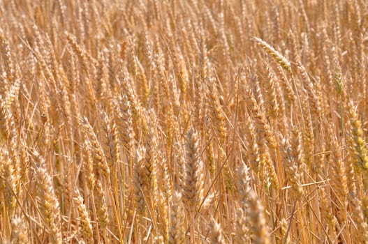 Fully ripe field of wheat