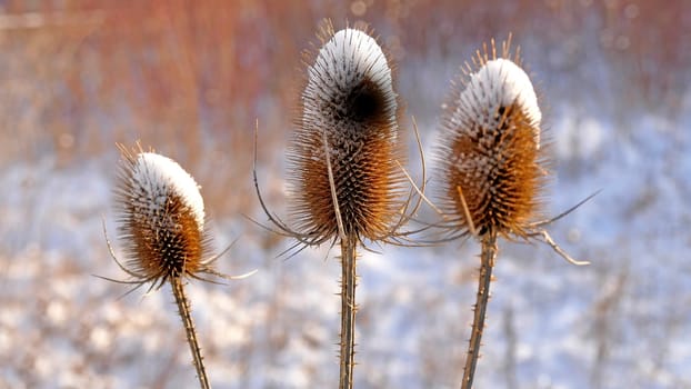 teasel with snow cap